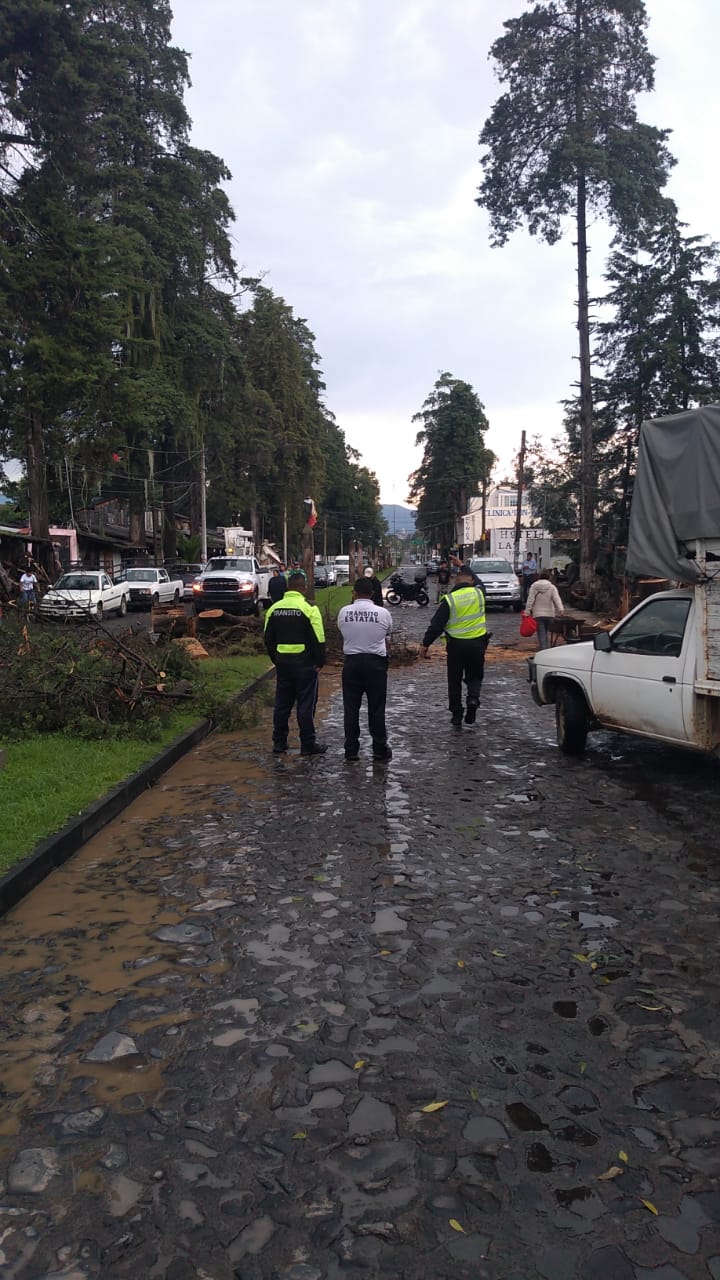 Reportan caída de un árbol en Pátzcuaro
