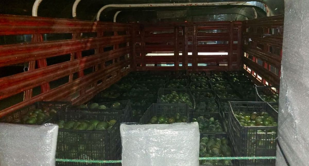 Asegura SSP vehículo cargado con aguacate, aparentemente ilegal