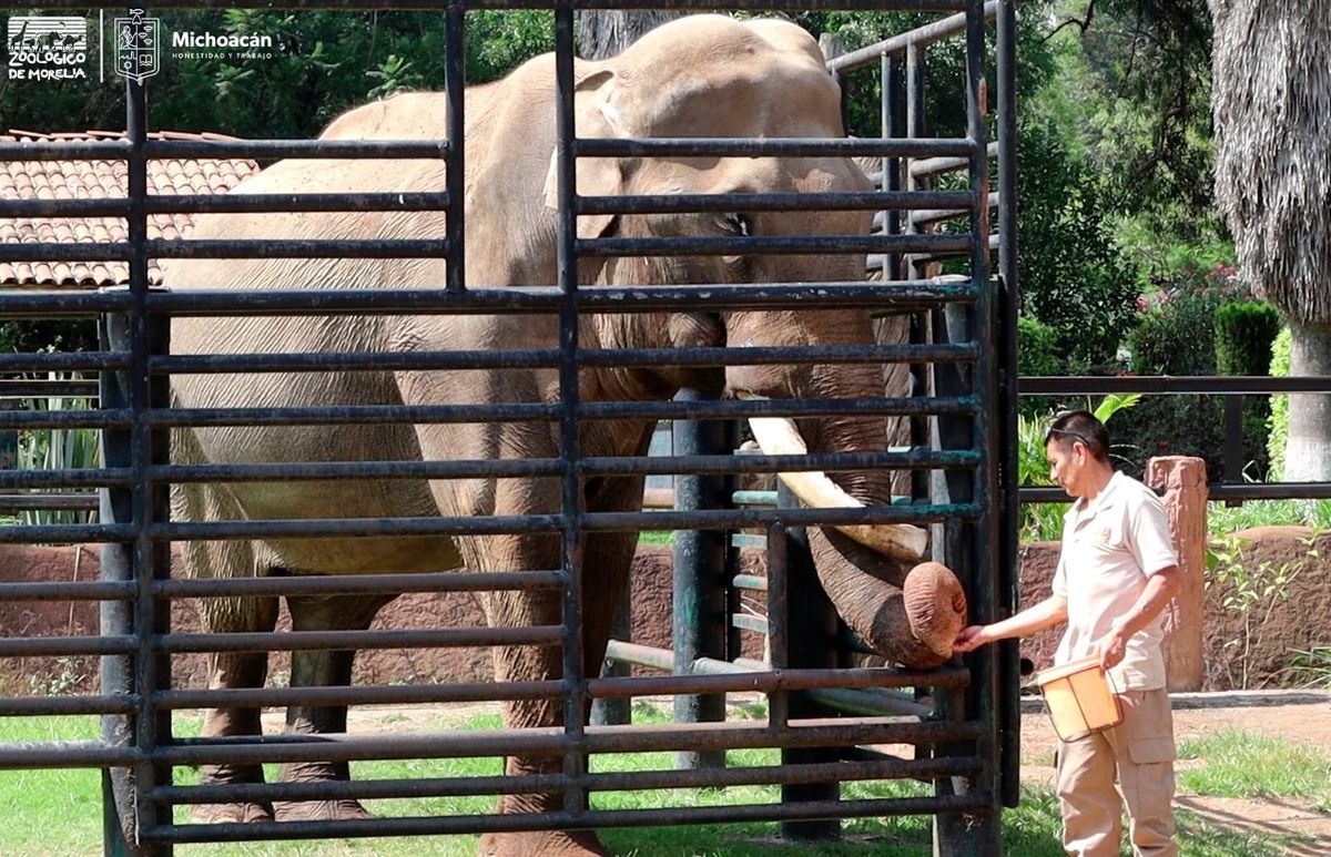 El Zoológico de Morelia extiende su horario en estas vacaciones