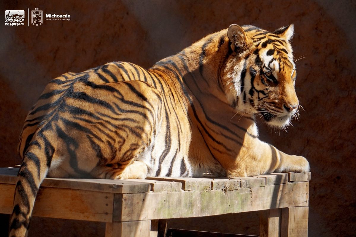 Tigres de bengala, felinos consentidos del Zoológico de Morelia