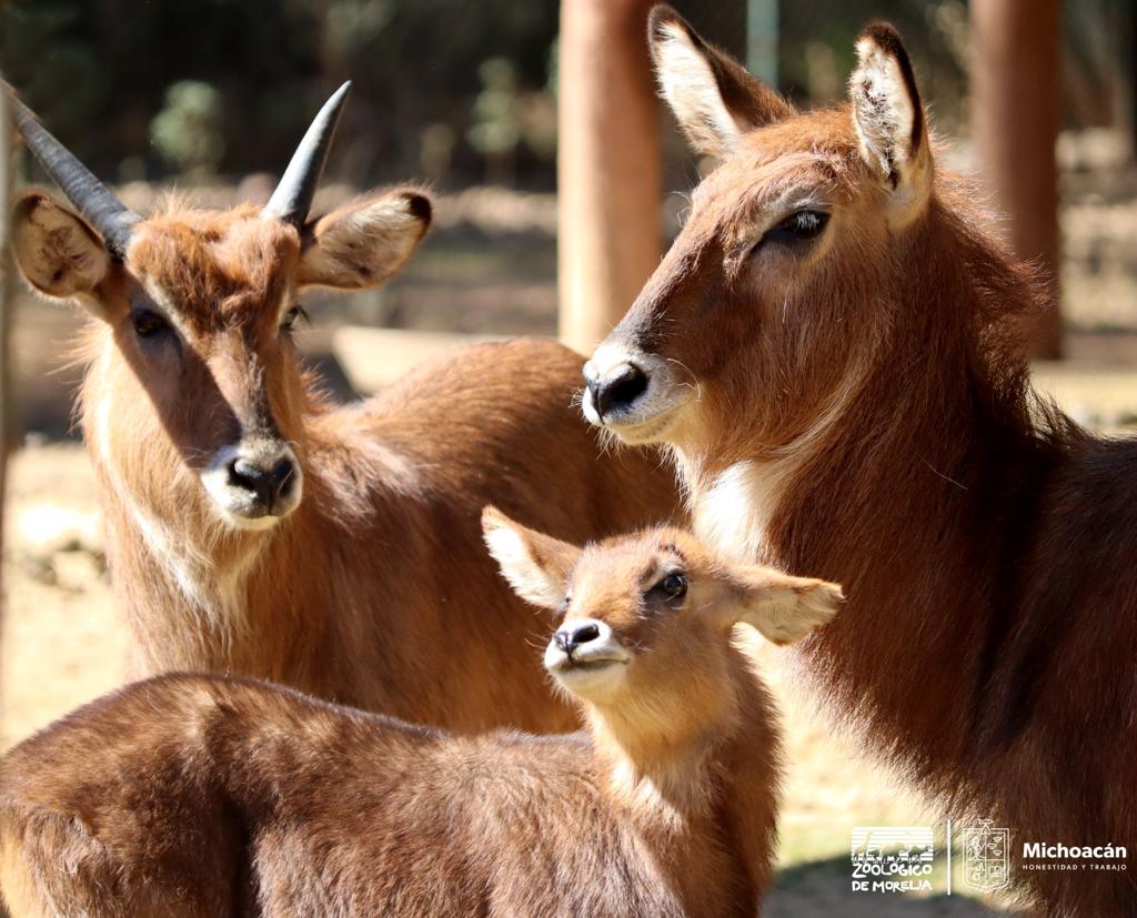 Conoce en el Zoológico de Morelia al singular antílope acuático