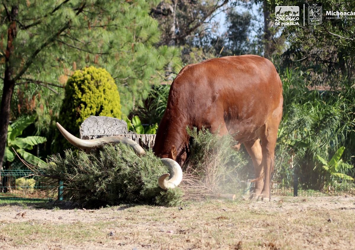 Recolecta Zoológico de Morelia 117 árboles de Navidad