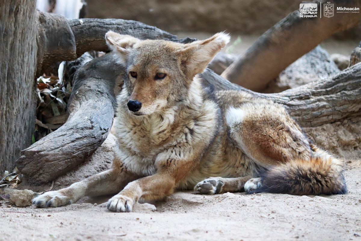 Conoce en el Zoo de Morelia al coyote, un cazador formidable