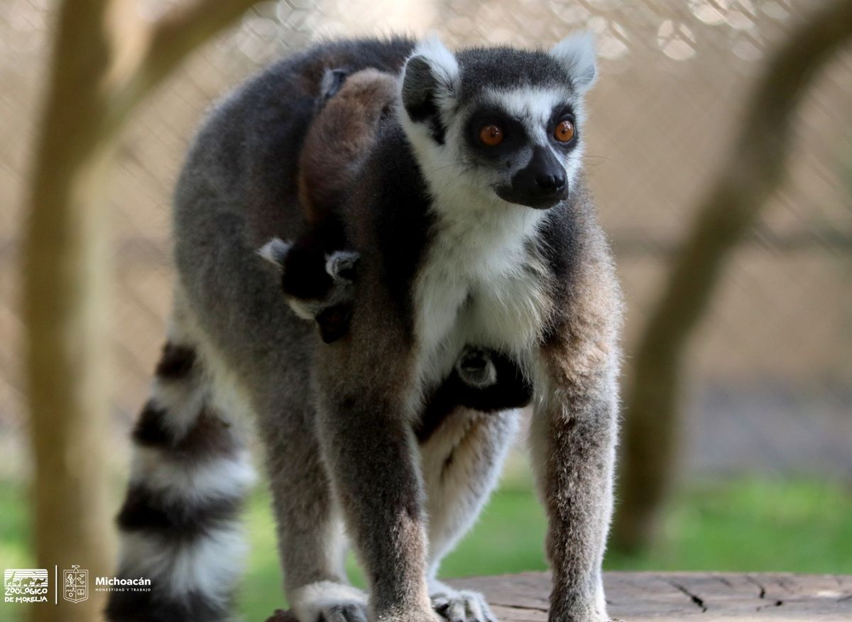 Conoce al simpático rey Julien en el Zoológico de Morelia