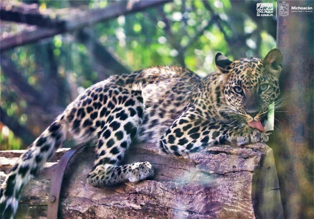 El leopardo africano, un gran felino que puedes conocer en el Zoo de Morelia