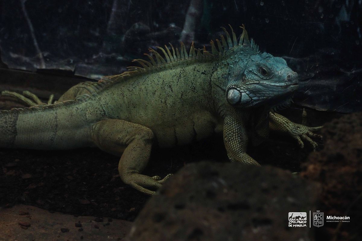 En el herpetario podrán observar cinco ejemplares de la iguana verde.