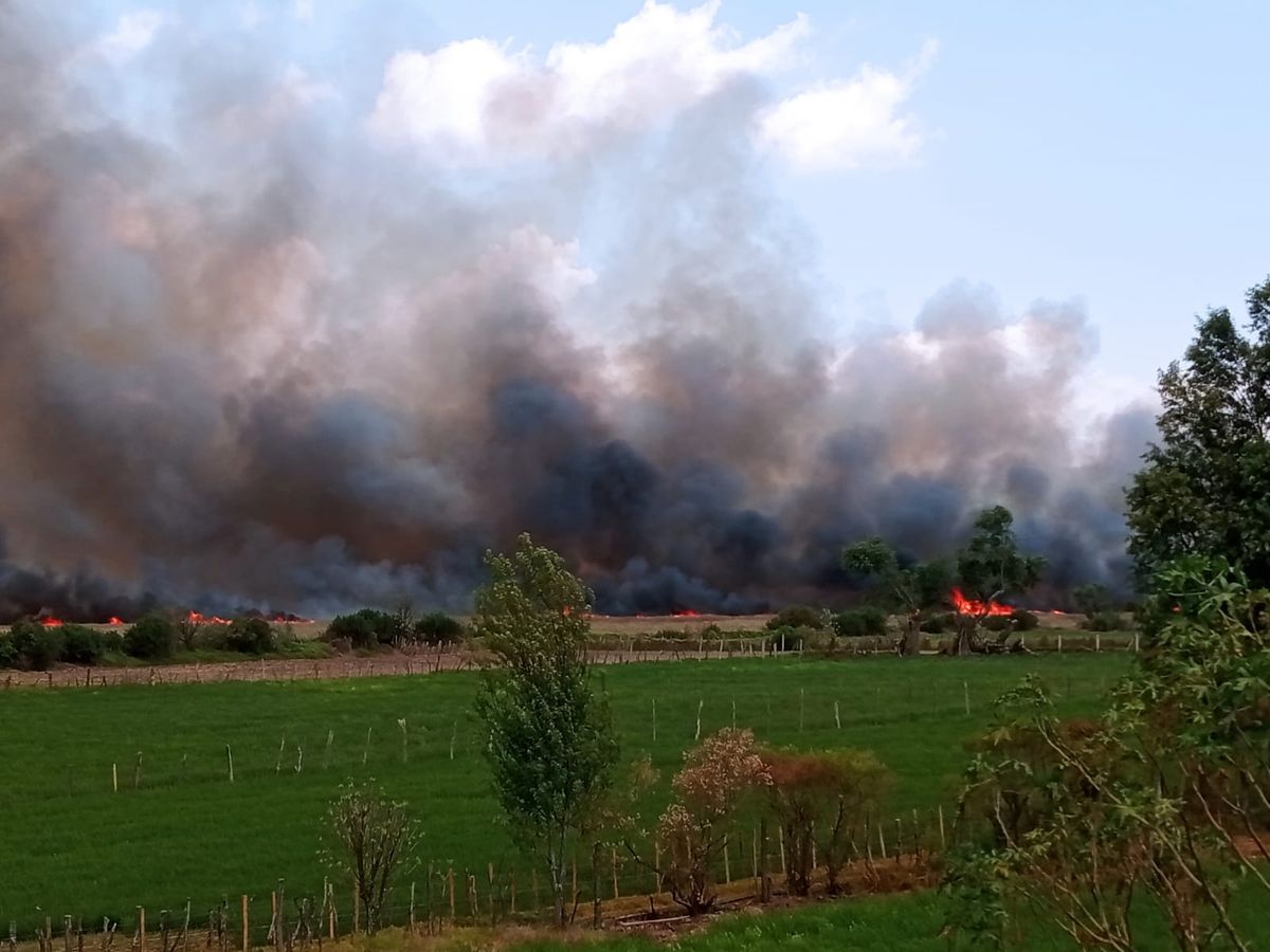 Incendio consume tule a orillas del lago de Pátzcuaro