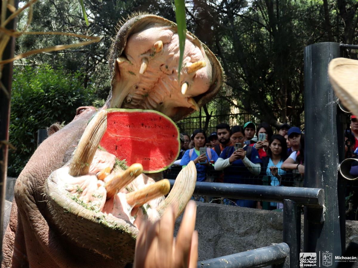El verano se vive en el Zoo de Morelia con atractivos y experiencias educativas