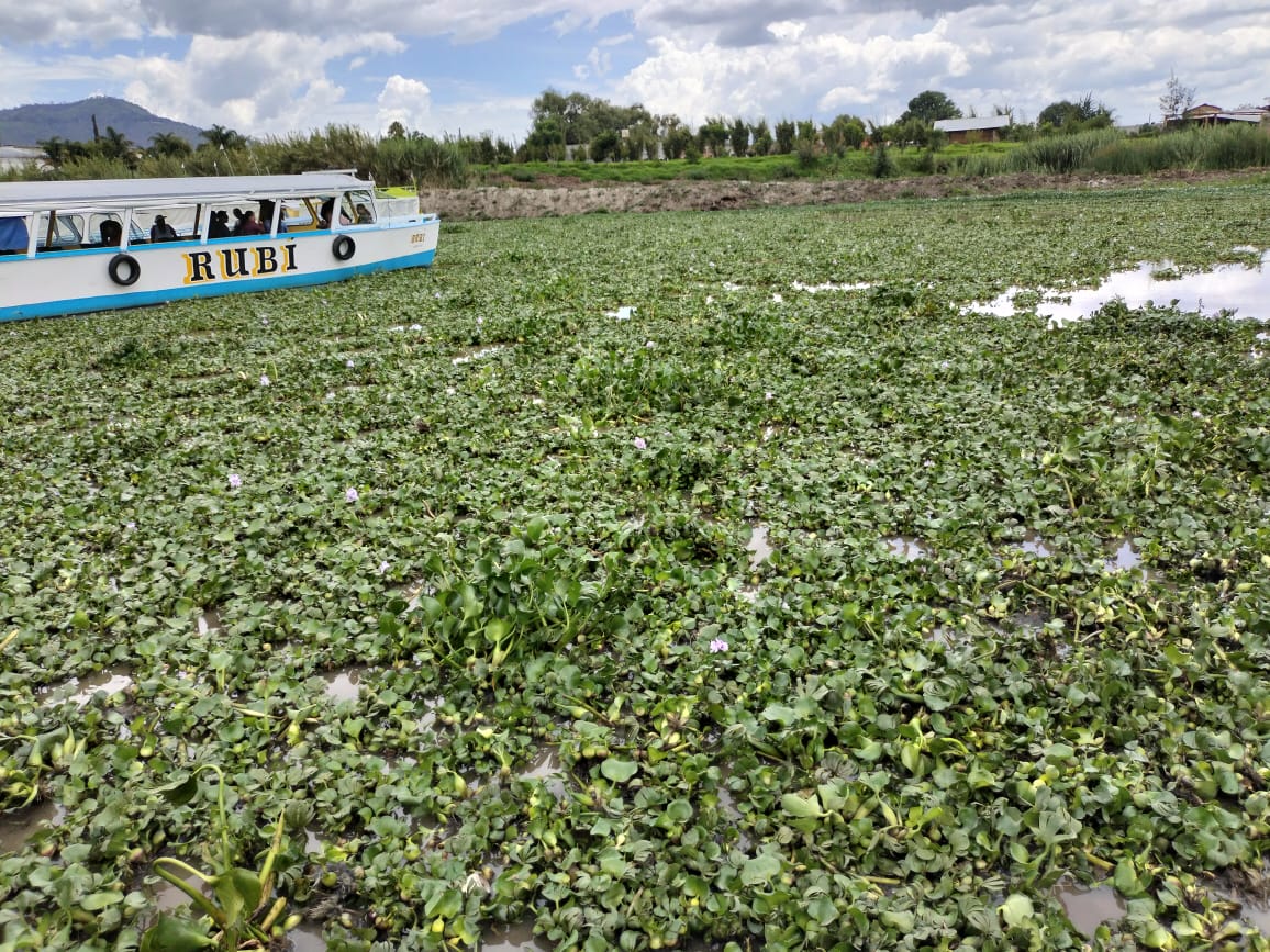 Con la lluvia abunda el lirio en el Lago de Pátzcuaro