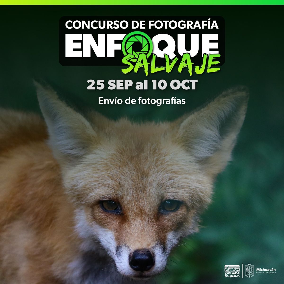 Celebra Zoo de Morelia sus 53 años con concurso de foto