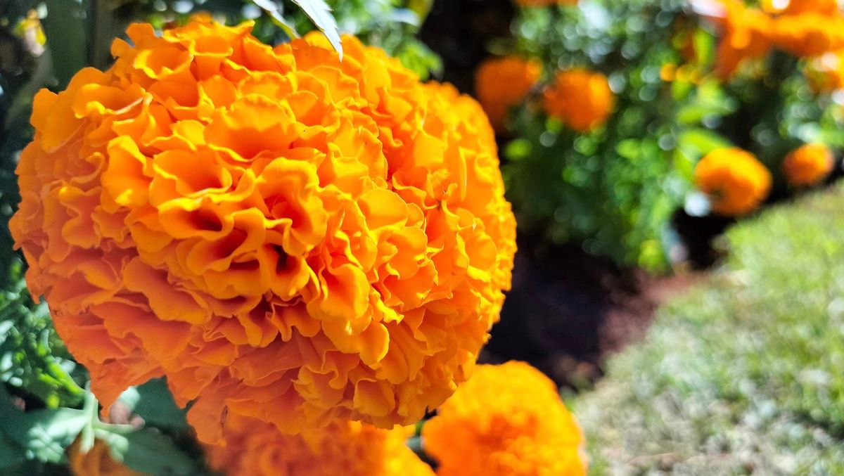 Flor de cempoalxochitl, símbolo vital de Noche de Muertos