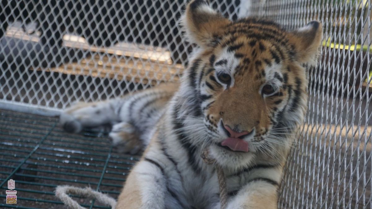 Llegan al zoológico de Morelia los 3 felinos rescatados