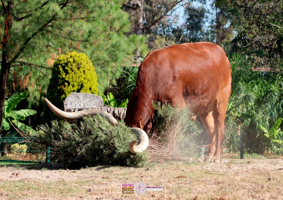 Inicia reciclaje de árboles de Navidad en el Zoológico de Morelia