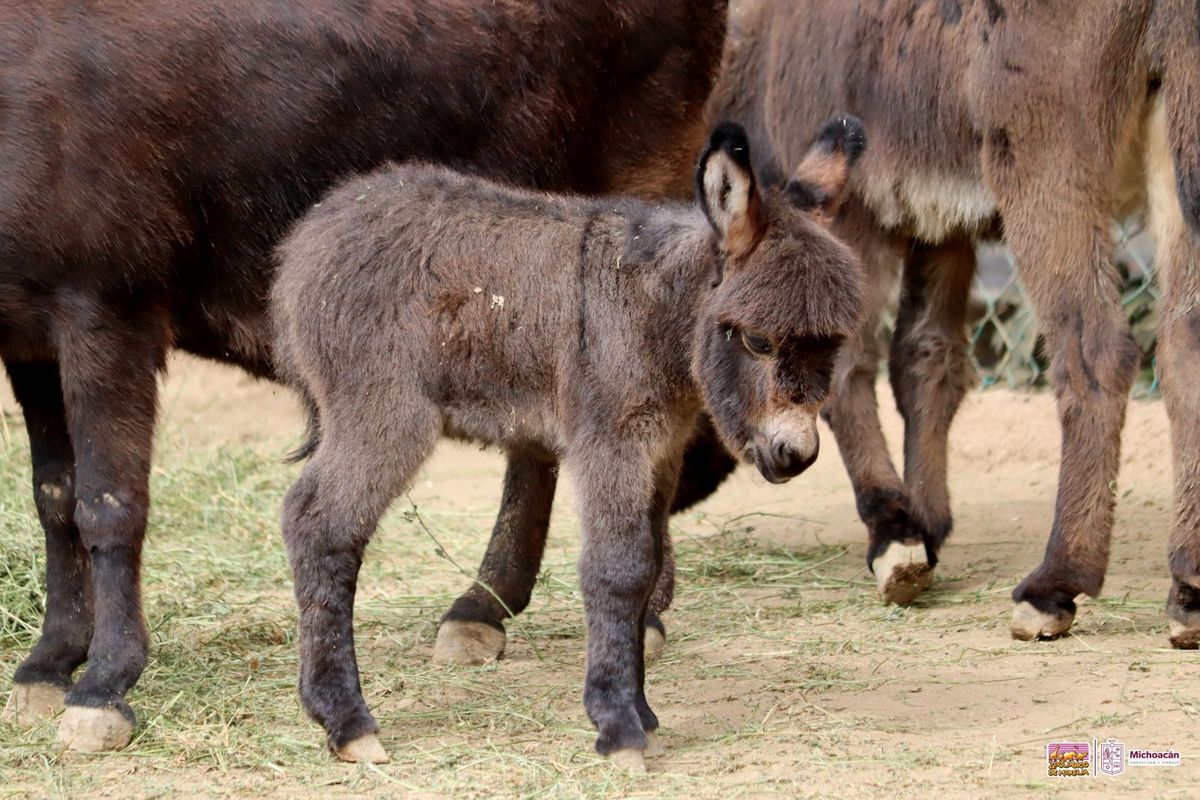 Burritos africanos, la sensación del Zoo de Morelia