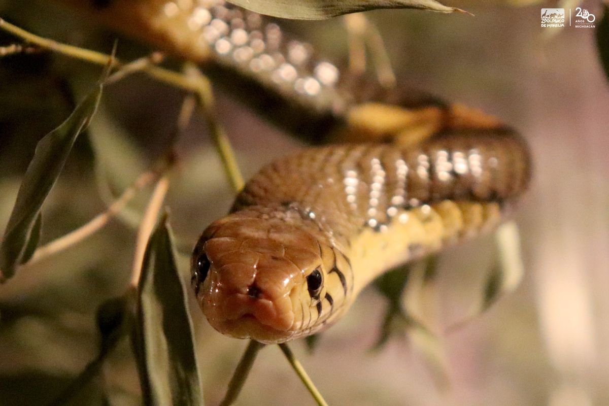 Venenosa y mortal; cobra bandeada, nueva integrante del Zoo de Morelia