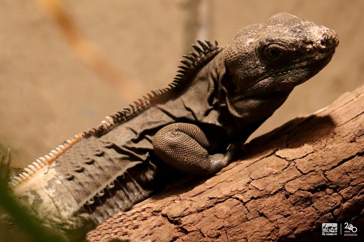 Una iguana cola espinosa, la nueva habitante del Zoo de Morelia