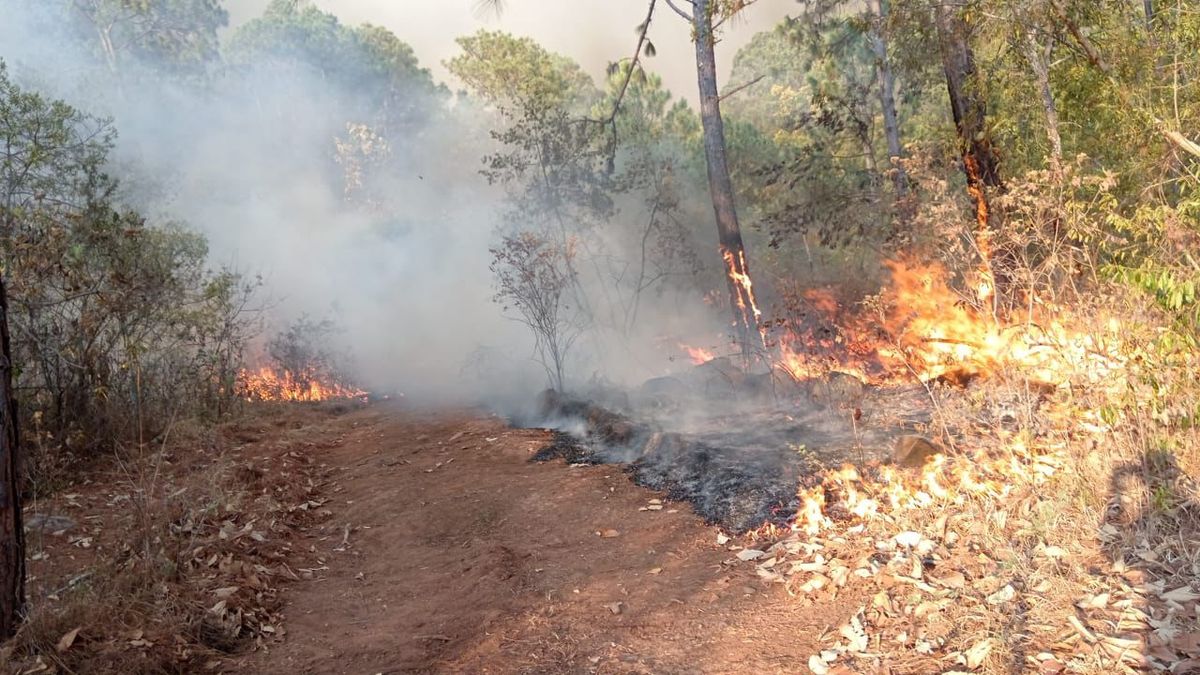 Atienden brigadas incendio forestal en Ario de Rosales