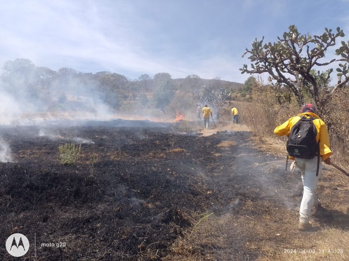 Atienden incendio en Charo; apagan uno en Chinicuila y controlan 2 en Coalcomán y Aguililla