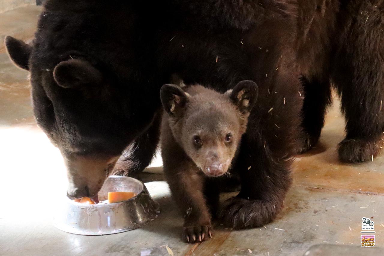 Nace tierna cría de oso negro en el Zoológico de Morelia