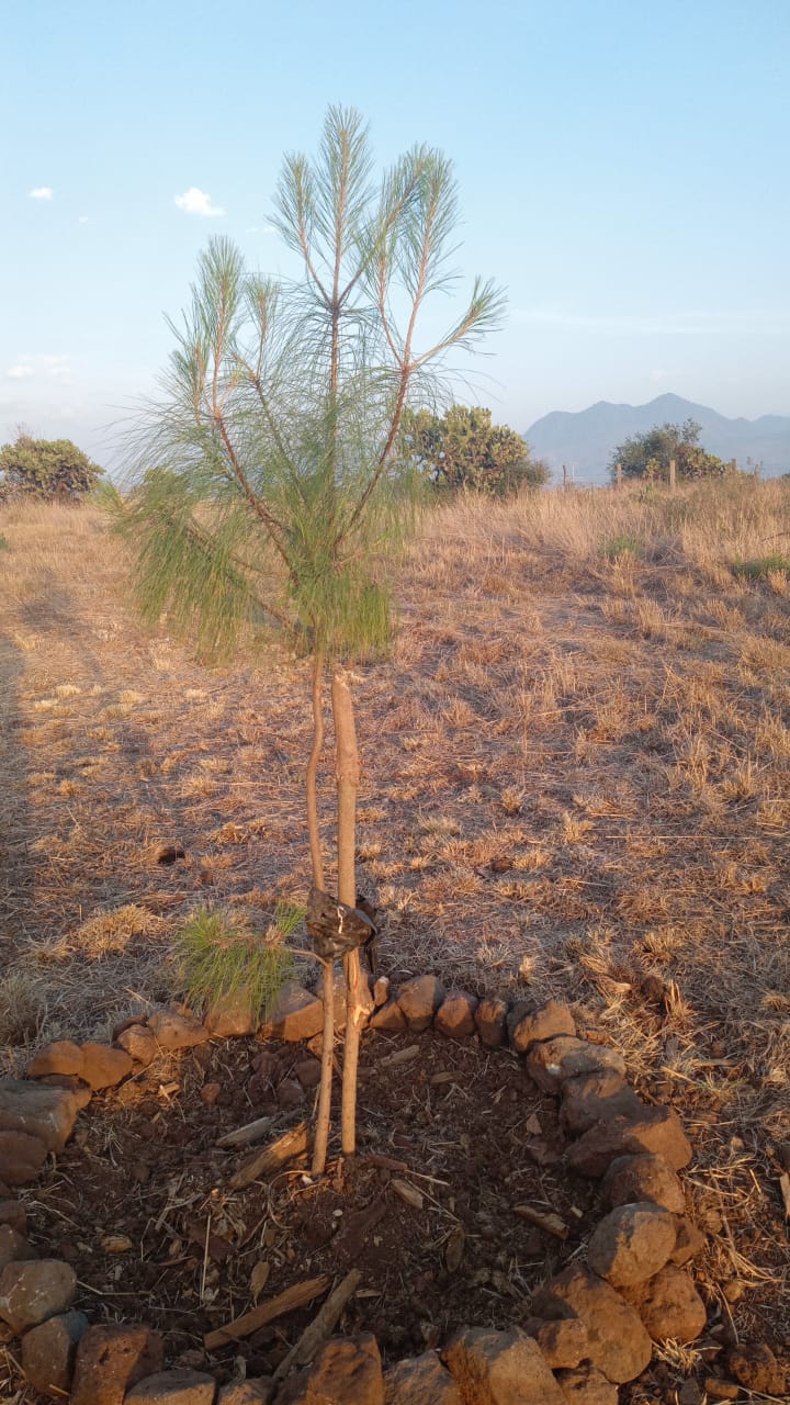 Éxito en los arbolitos plantados por músicos en Sanabria