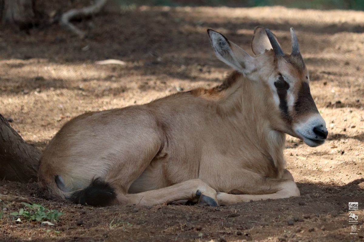 La cigüeña dejó nuevas crías en el zoológico de Morelia