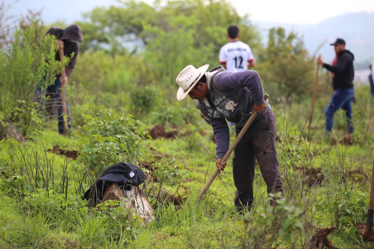 Será de millón y medio los arbolitos que plantaran en la Región Lacustre