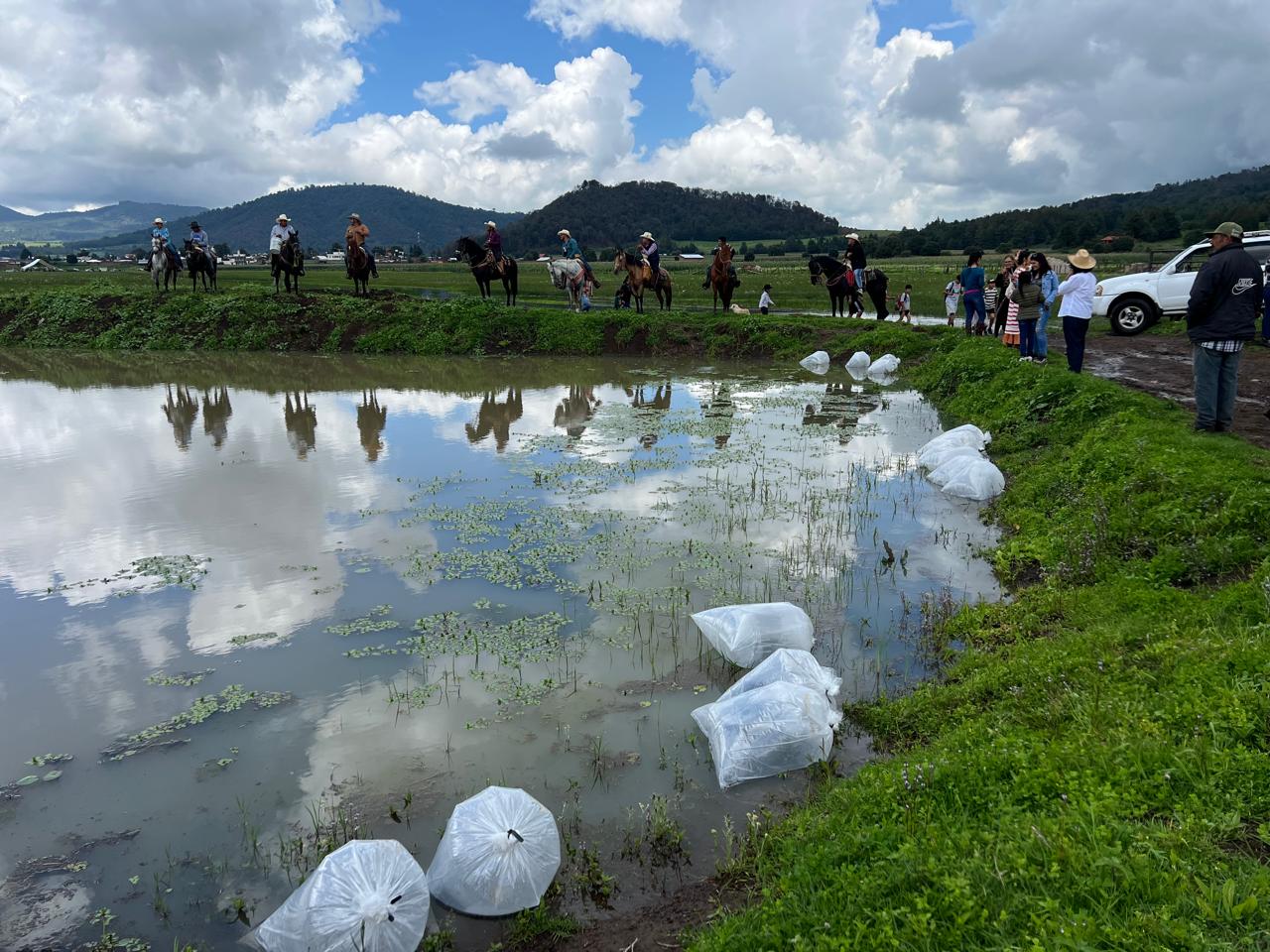 Sembraron tilapia en laguna de Zinciro