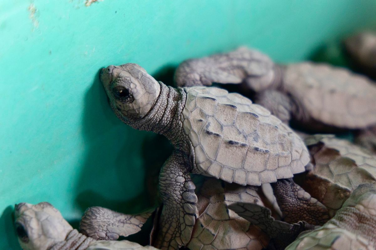 ¿Visitarás los campamentos tortugueros? Sigue estas recomendaciones de Compesca