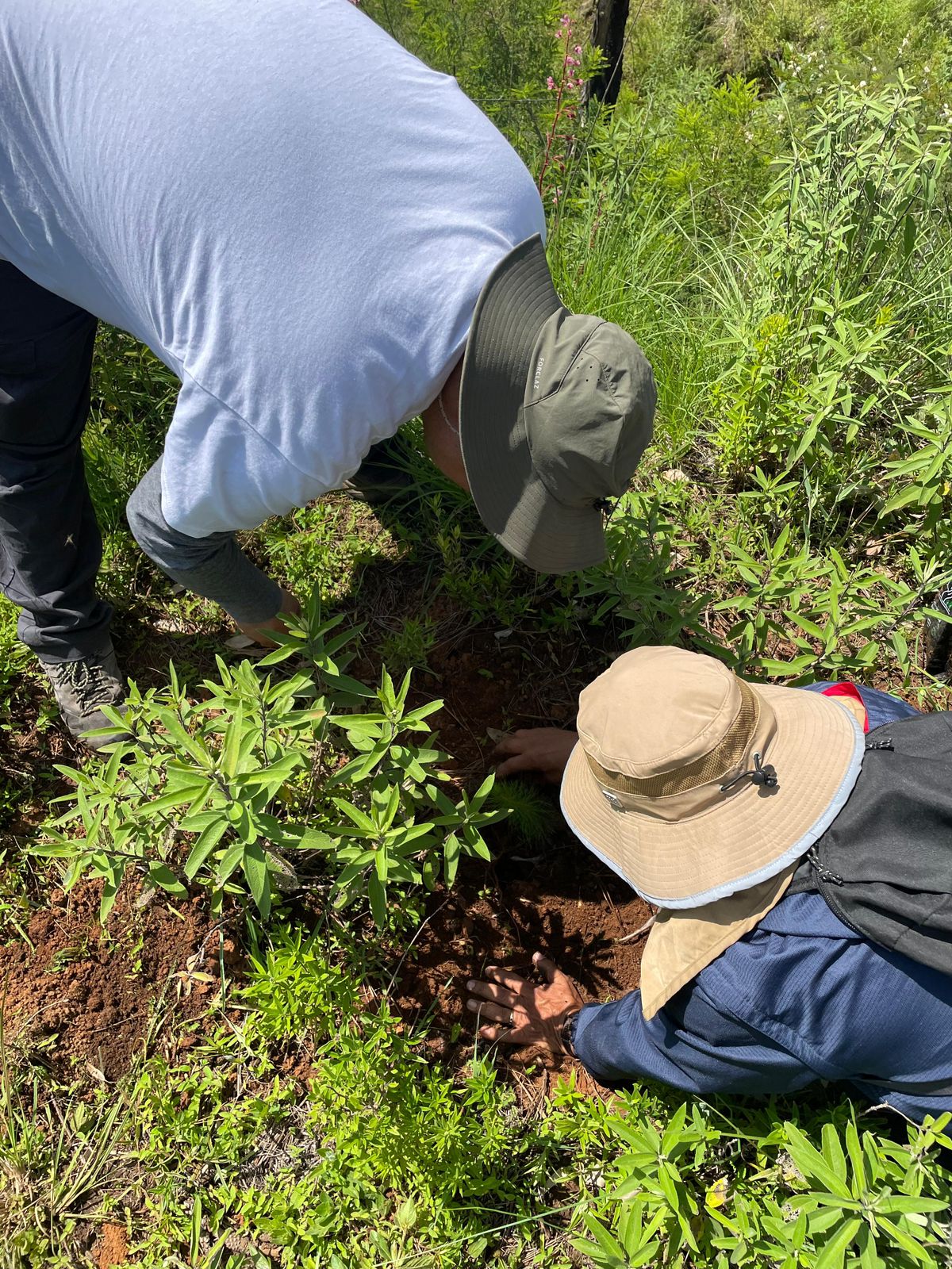 Reforestan cerro Blanco, área protegida para la conservación del lago de Pátzcuaro