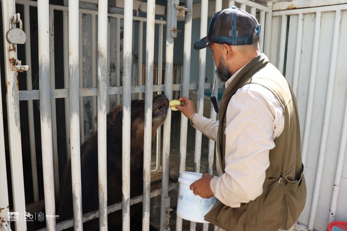 Entrena Zoológico de Morelia a osa pardo para cuidar su salud