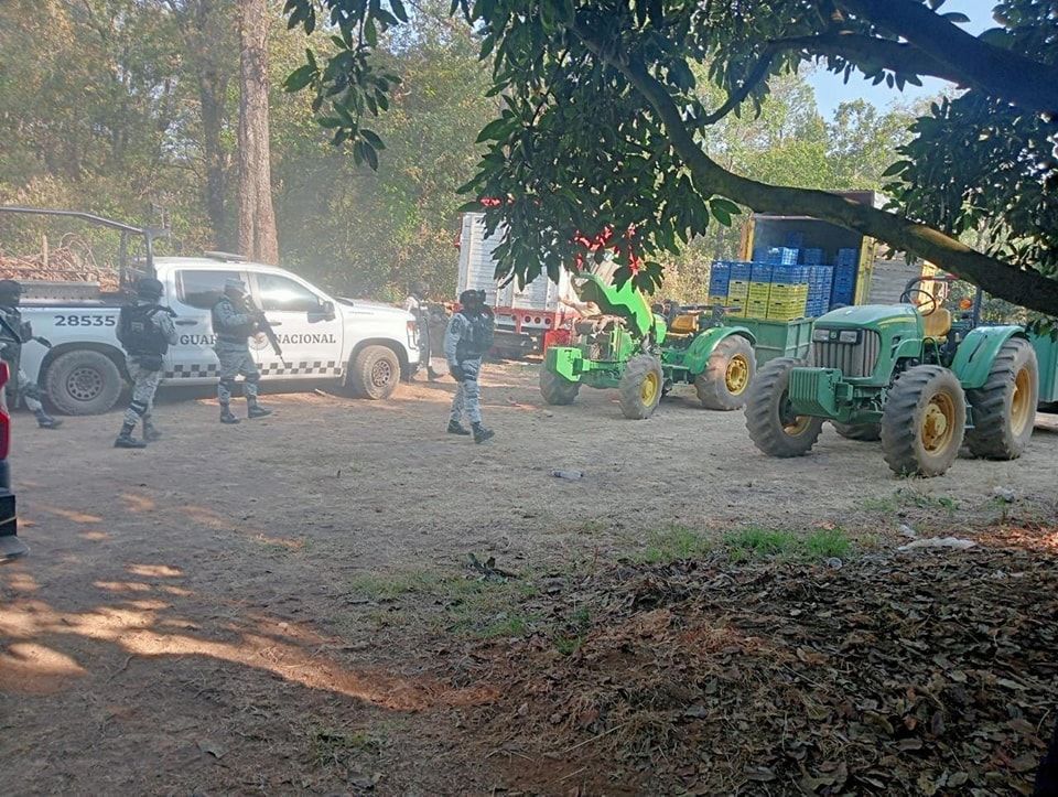 Fueron liberados cortadores de aguacate