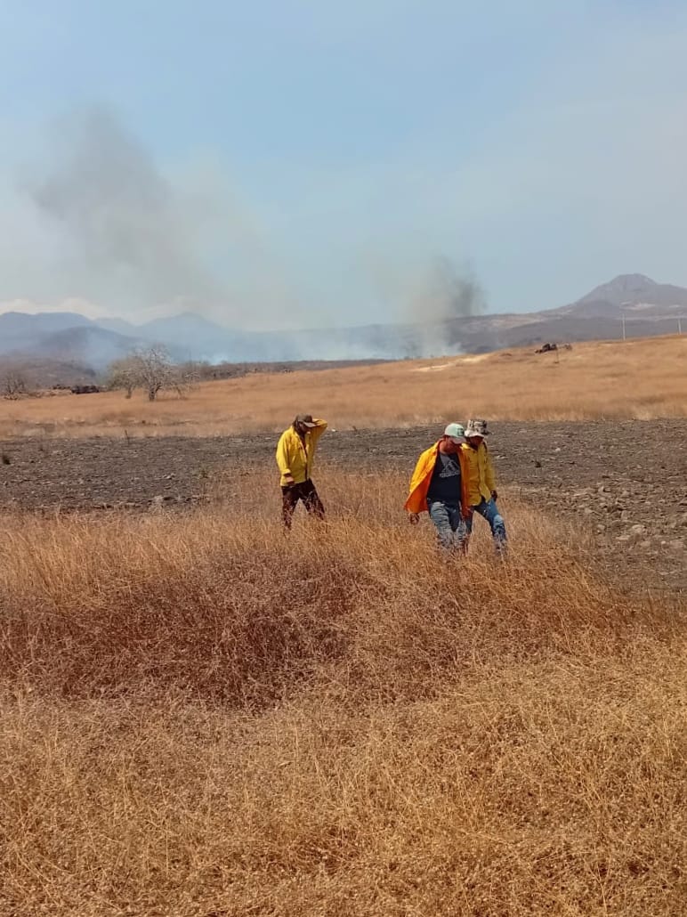 Logran extinguir tres incendios forestales en Angangueo, Chavinda y Tingüindín: Cofom