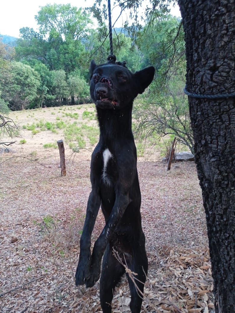 Matan a machetazos y cuelgan a perritos en Áporo; animalistas exigen justicia ante brutal acto de crueldad