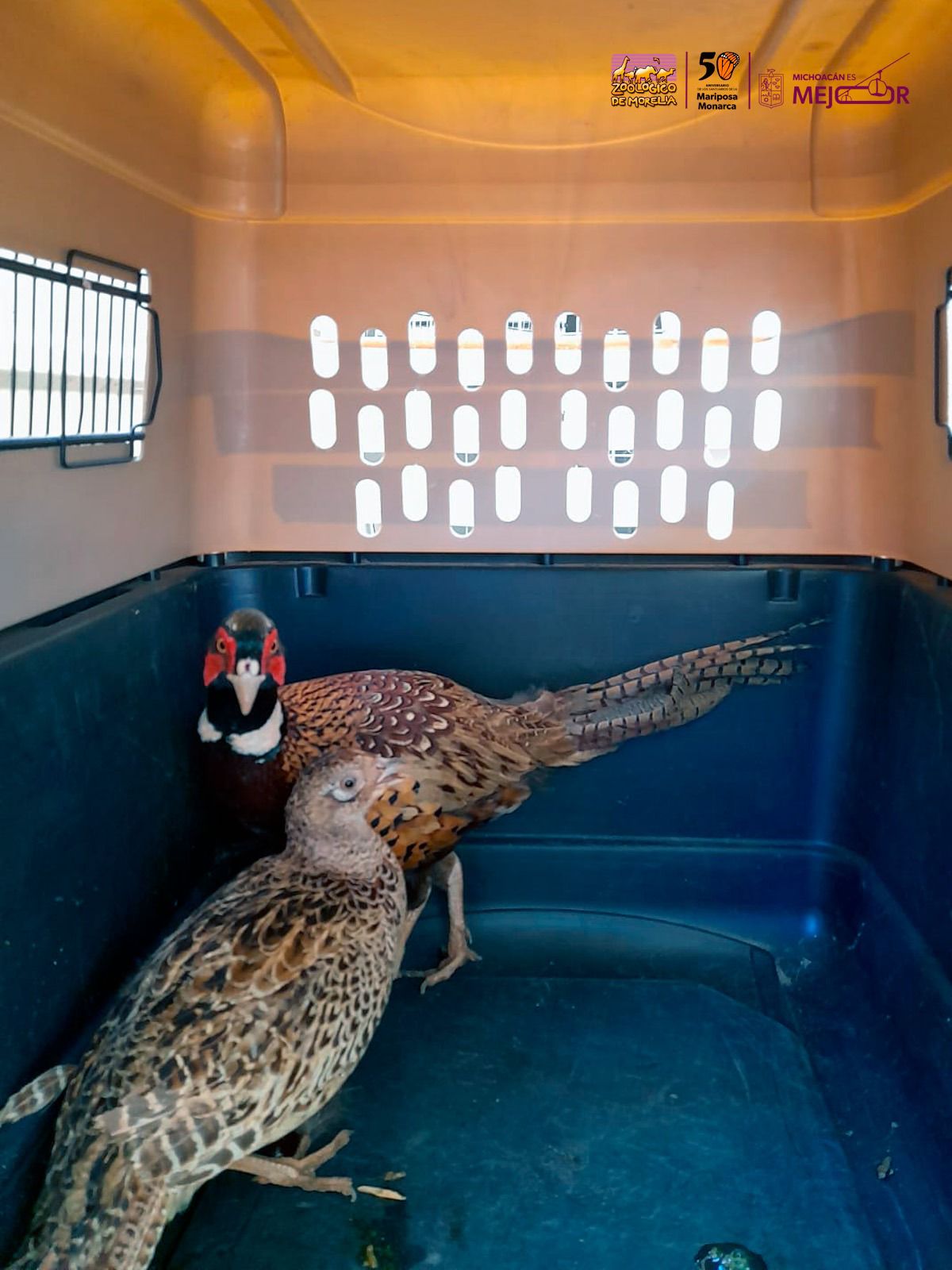 Resguarda Zoológico de Morelia ejemplares decomisados en Huetamo