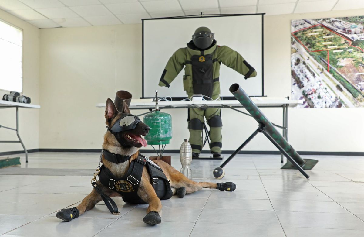 Binomios caninos de la Guardia Civil, aliados en el combate a la delincuencia: SSP