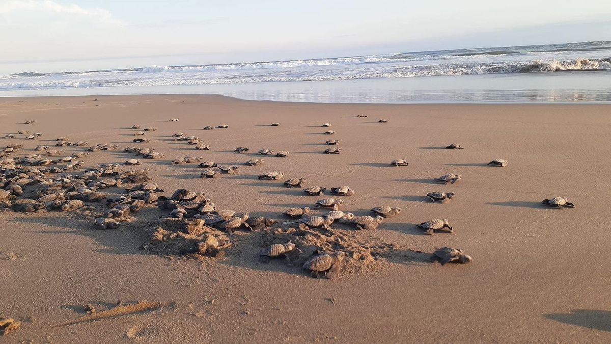 Logro para la naturaleza, temporada 2025 romperá récord de liberaciones de tortuga marina: Compesca