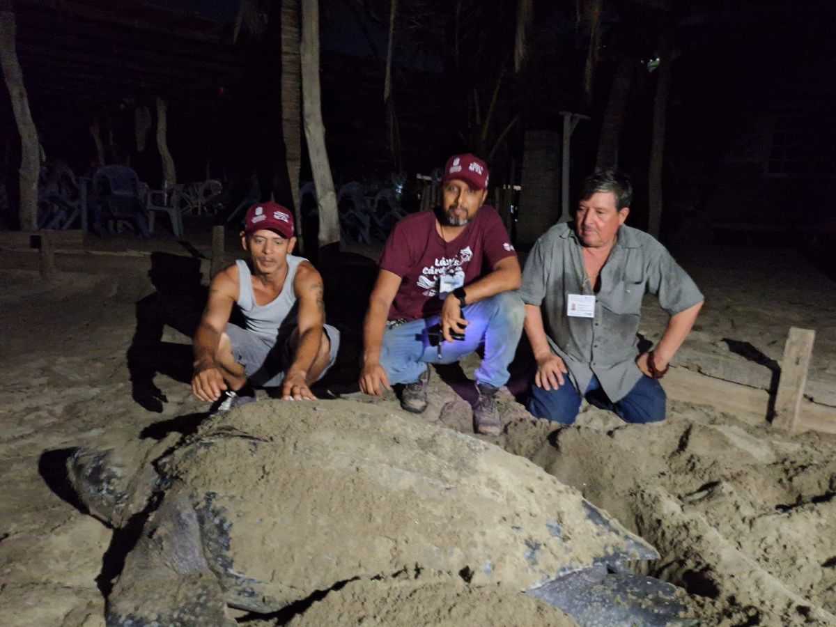 Llegan primeras tortugas laúd a la costa de Michoacán: Compesca