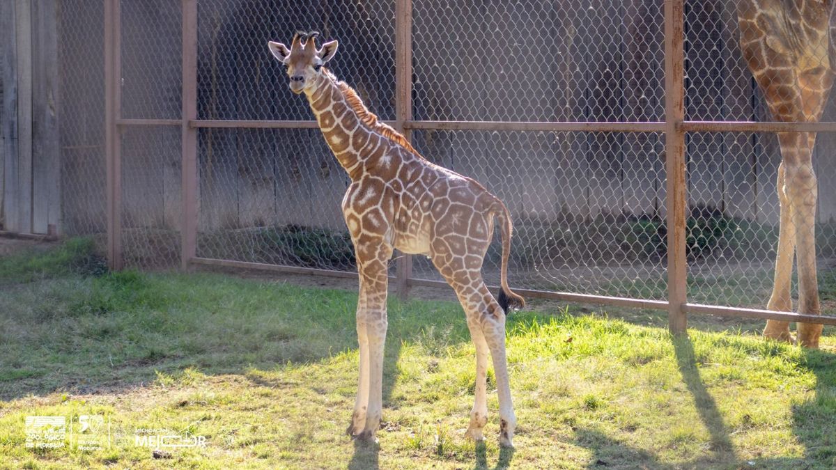 ¡Nuevo habitante en la manada! Nace jirafa reticulada en el Zoológico de Morelia