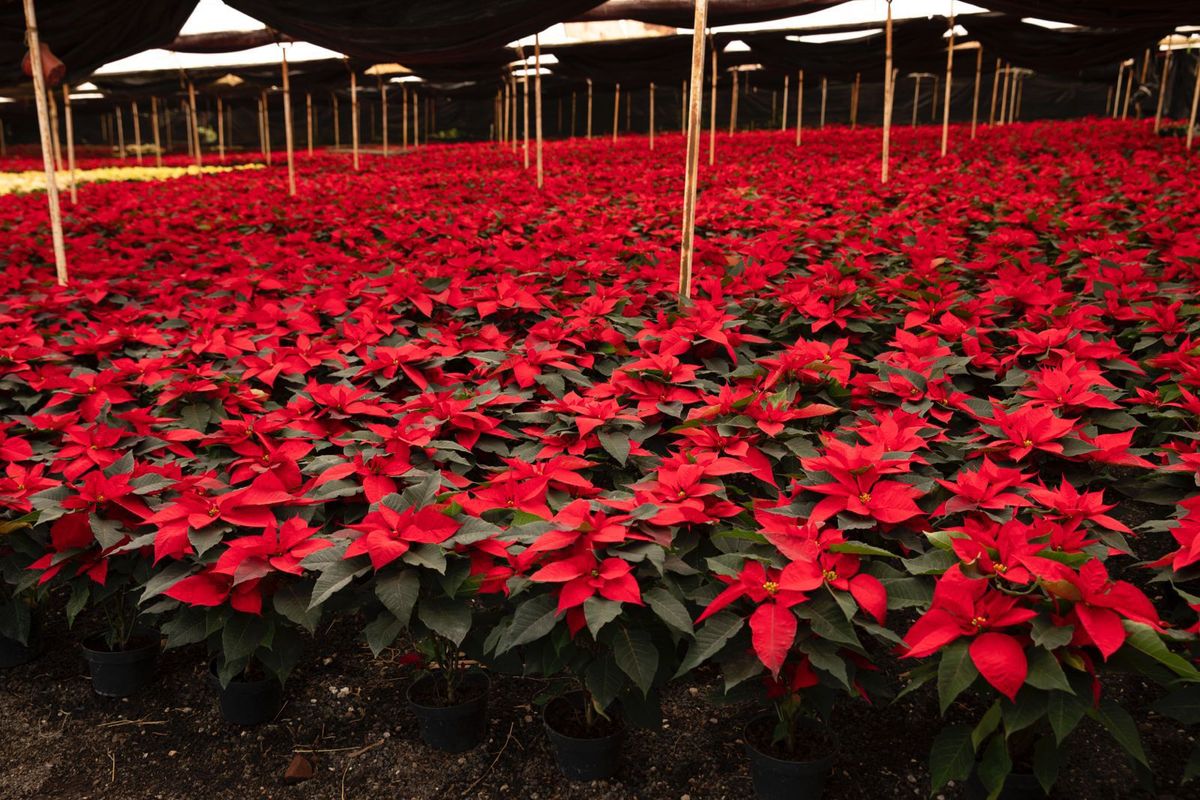 La Navidad florece en Michoacán; es el segundo mayor productor de Nochebuena en México