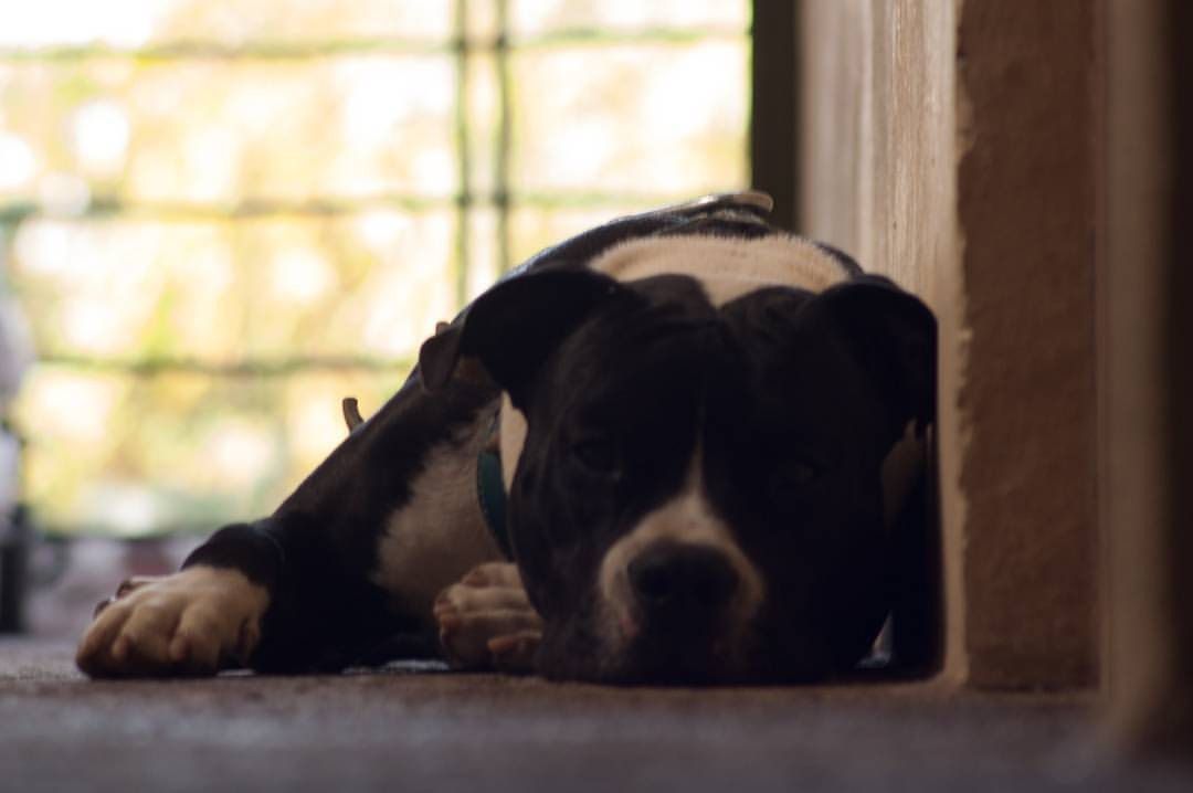 El uso de pólvora afecta a fauna silvestre y doméstica: Secma