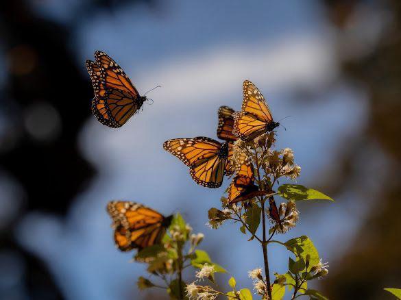 Recibe el 2026 rodeado de naturaleza en los santuarios de la Monarca