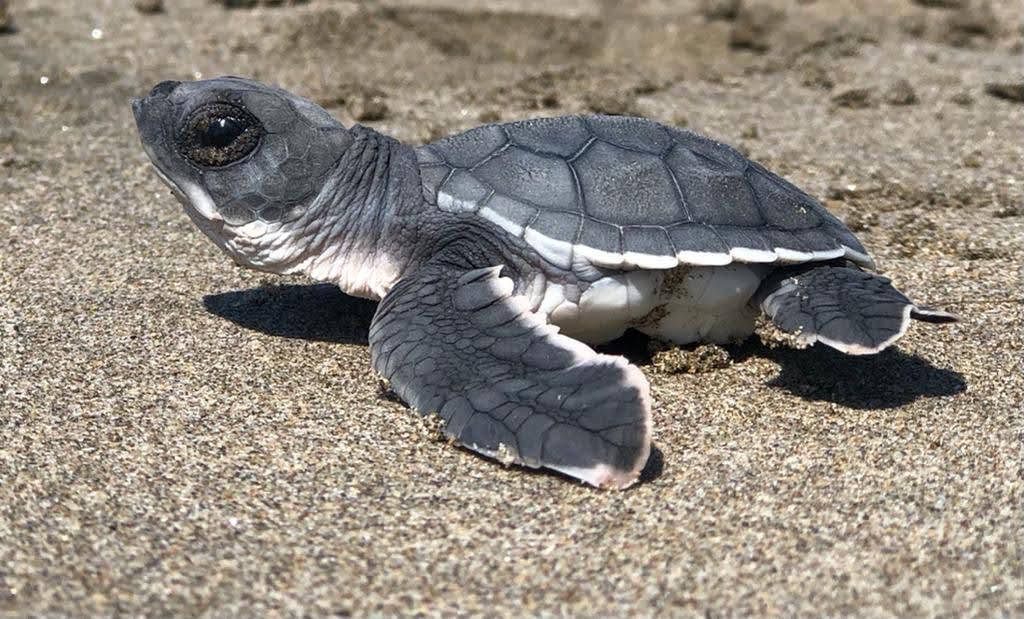 Sé testigo del primer latido del mar; vive la liberación de tortugas en las costas michoacanas