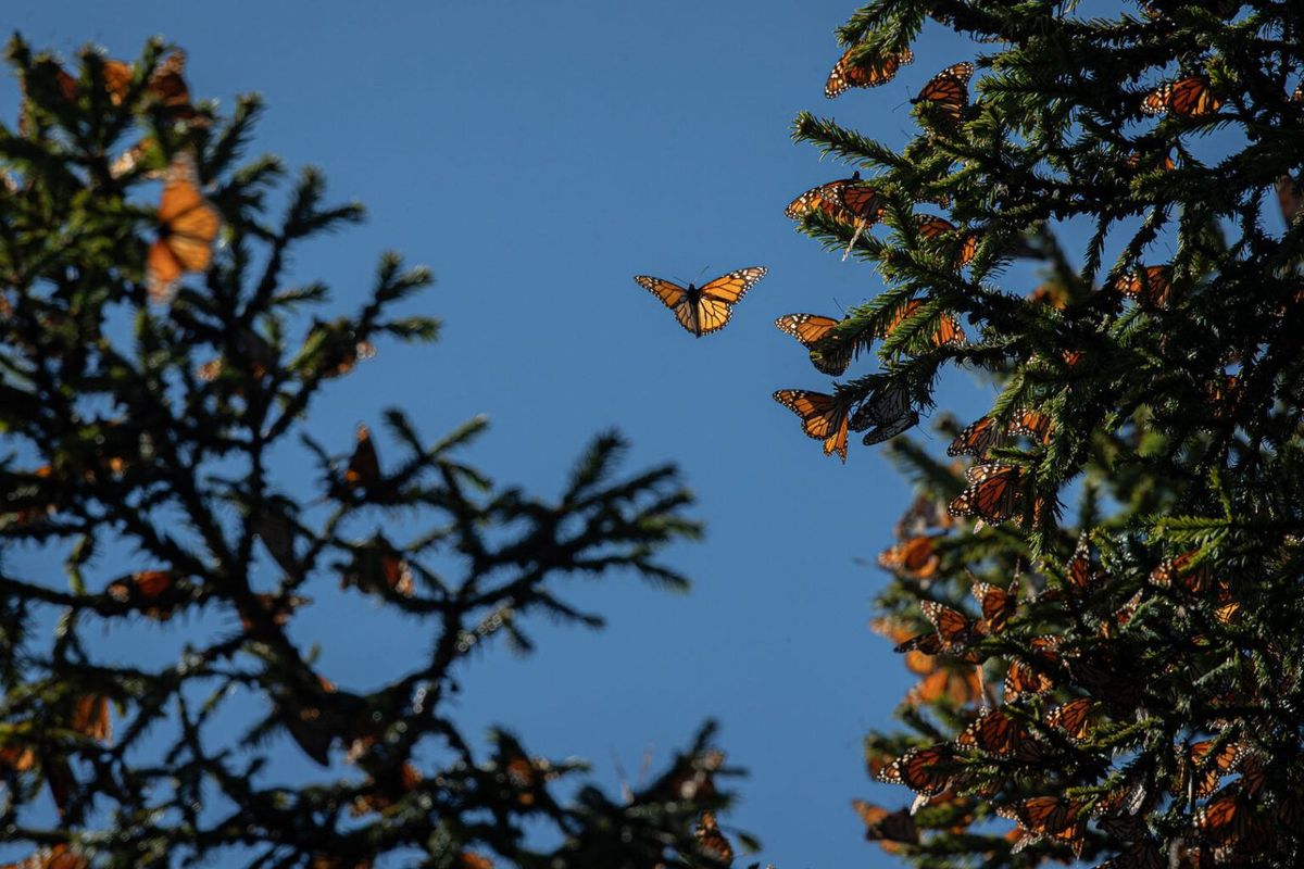 Avanza la integración de la Guía Nacional de Experiencias en Michoacán: Sectur