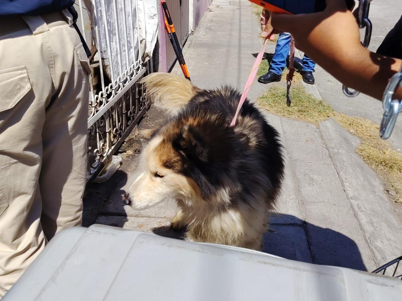 Cumplimenta FGE cateo en Tarímbaro y asegura ejemplar canino por maltrato animal