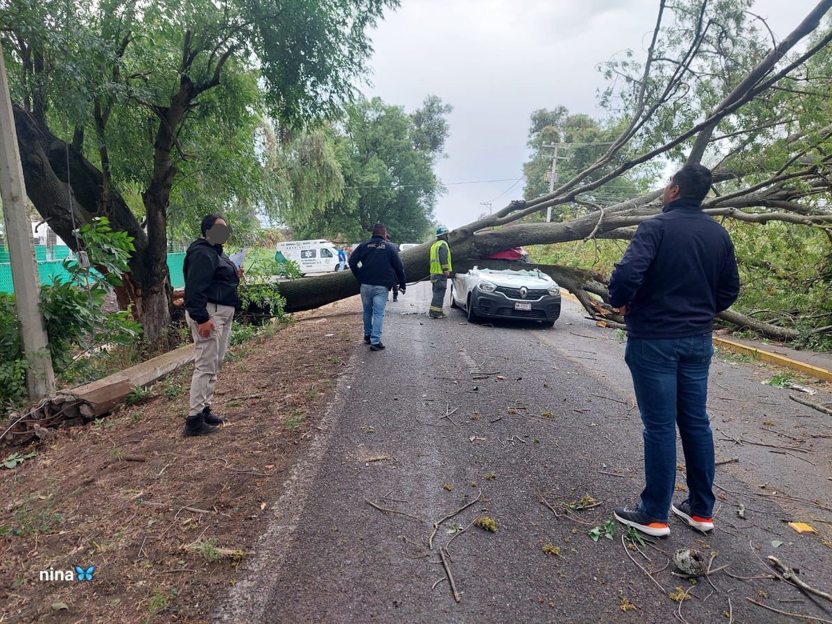 Árbol se desgaja tras fuerte viento y aplasta automóvil con su chofer dentro
