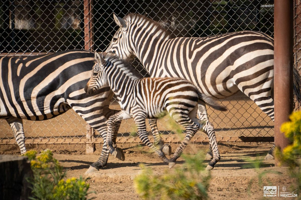 ¡Bienvenido a casa! Nace cebra de Grant en el Zoológico de Morelia