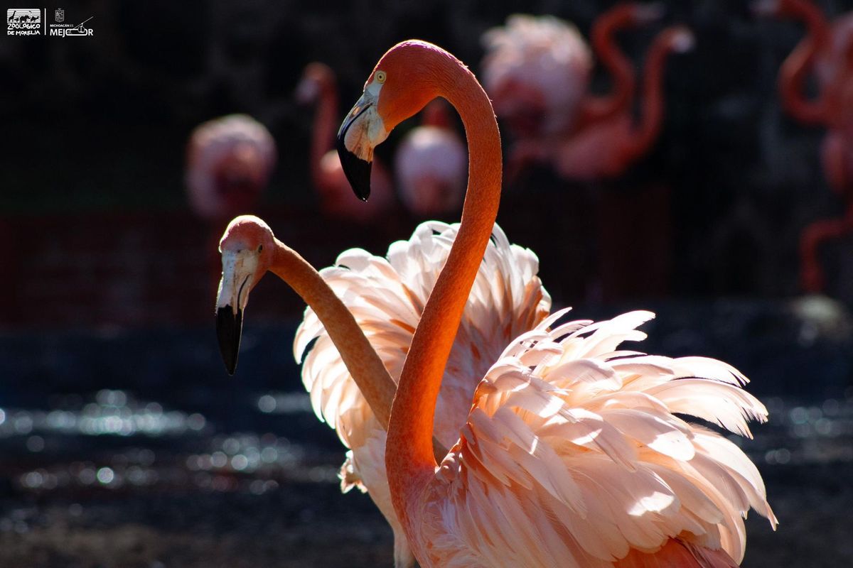 Más de 70 flamencos engalanan el Zoológico de Morelia ¡Ve a conocerlos!