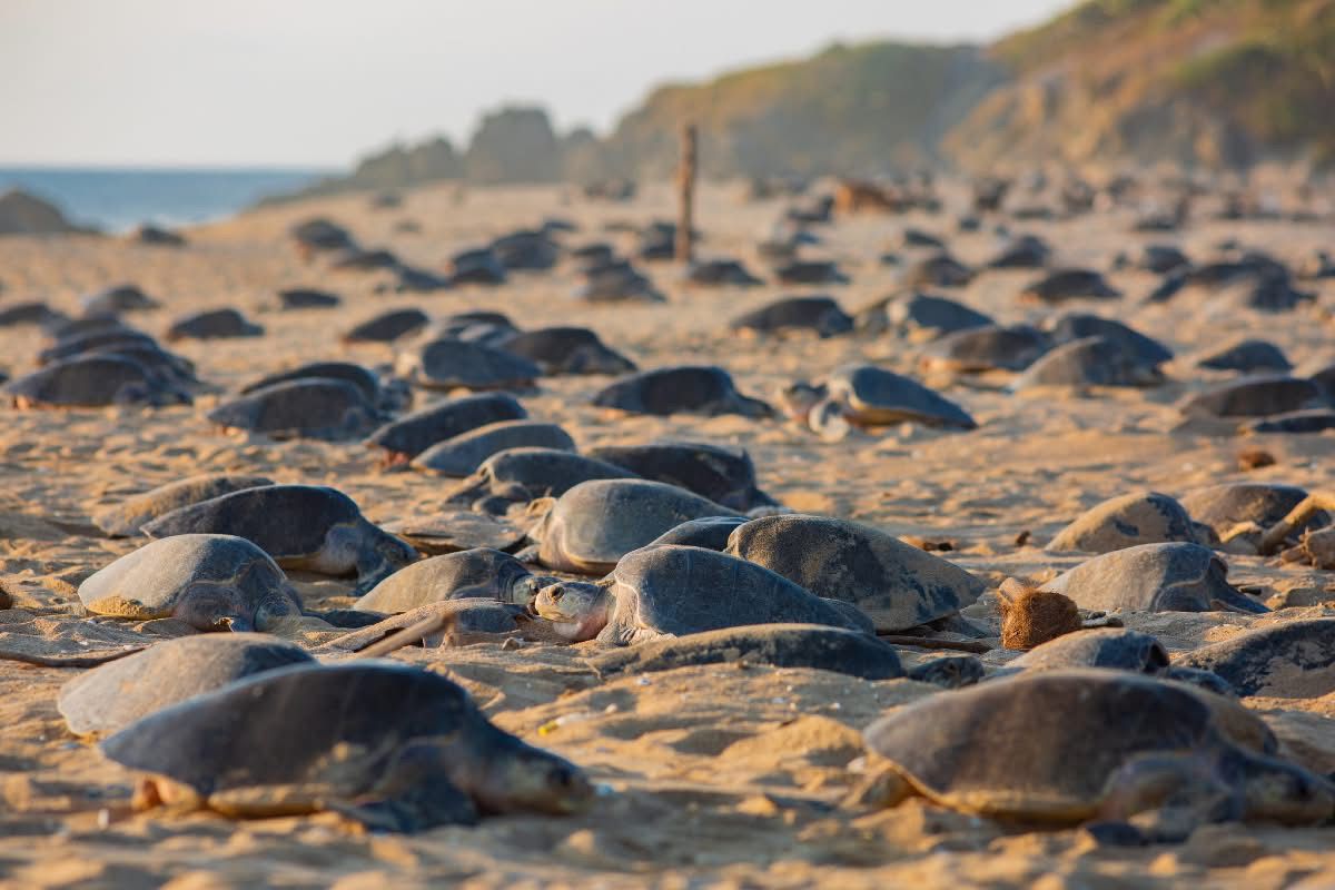 Michoacán, destino donde tres especies de tortuga marina eligen la vida