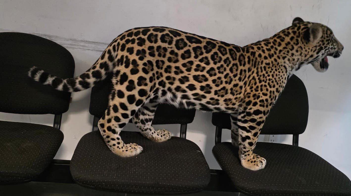 Rescata FGE ejemplar de jaguar cachorro y asegura a una persona durante actos de investigación en Zitácuaro