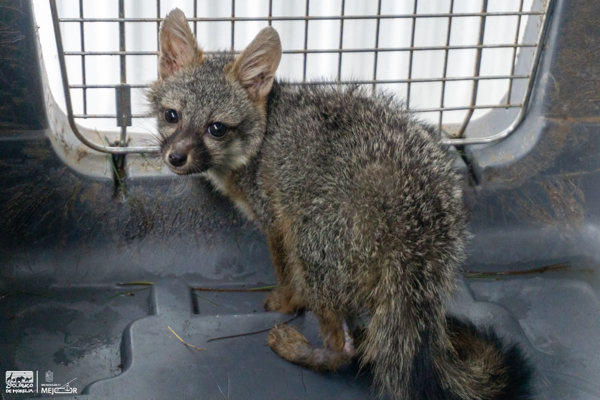 Zoológico de Morelia recibe a zorro gris rescatado por Profepa